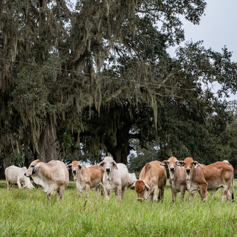 Brahman cattle
