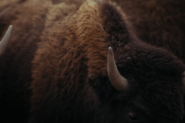 Close up of a bison horn