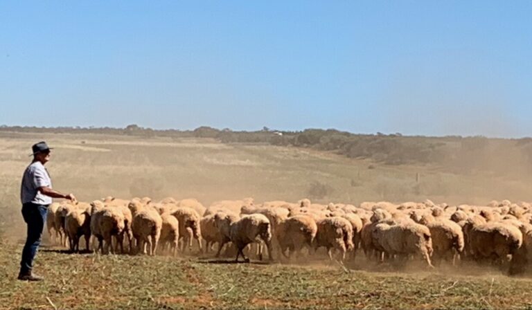 Rod Butler, Perenjori farmer & Holistic Management Educator - Farm Visit, March 2022