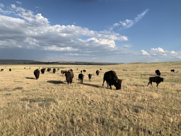 West Bijou bison